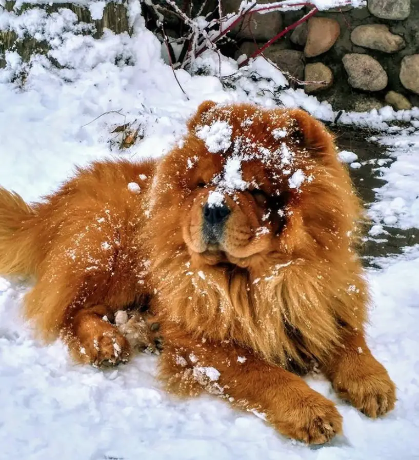 A red Chow Chow lying in snow