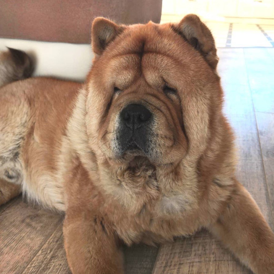 A Chow Chow lying on the floor