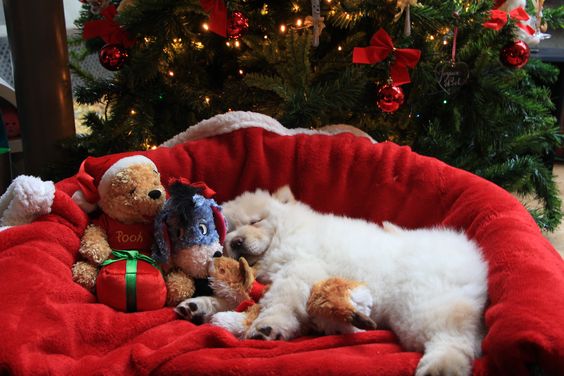 A Chow Chow sleeping on ts bed underneath the christmas tree with its toys