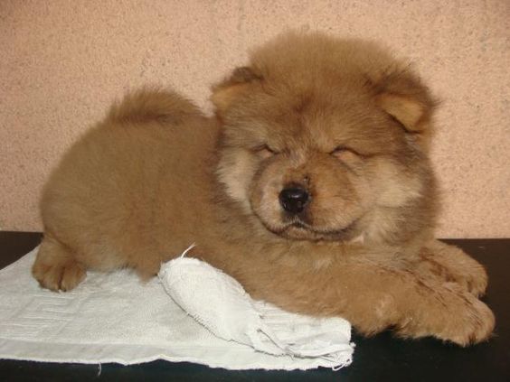 A Chow Chow puppy lying on top of the table