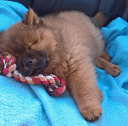 A Chow Chow puppy sleeping on the blanket inside the car