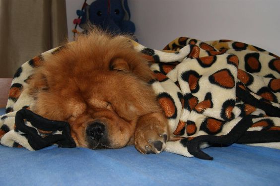 A Chow Chow sleeping soundly on the bed while snuggled in a blanket