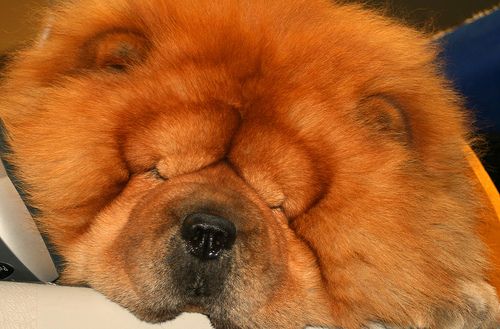 An adult Chow Chow sleeping on the bed