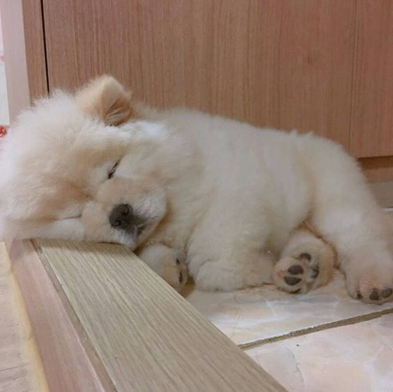 A cream Chow Chow puppy sleeping by the door