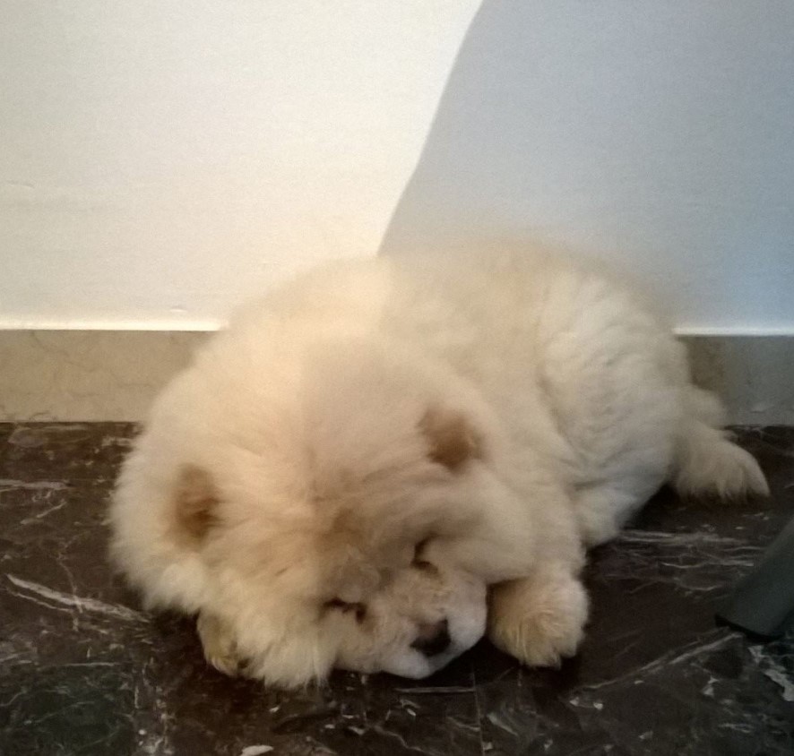 A white Chow Chow puppy sleeping on the floor