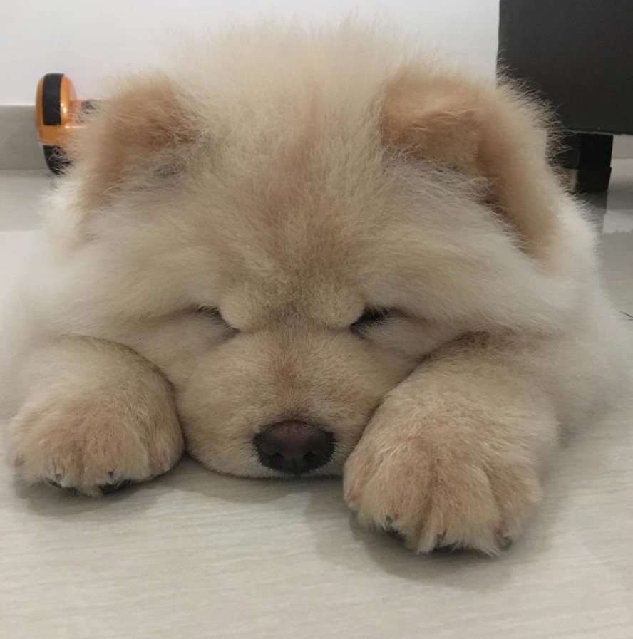 A Chow Chow sleeping soundly on the floor