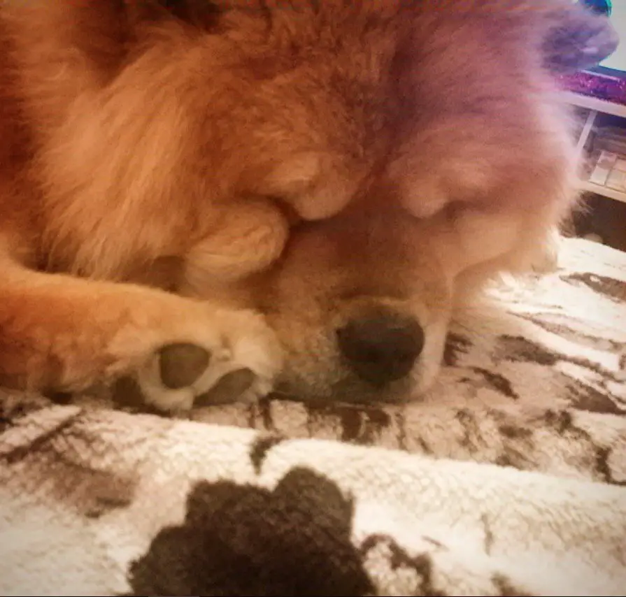 A Chow Chow sleeping on the bed