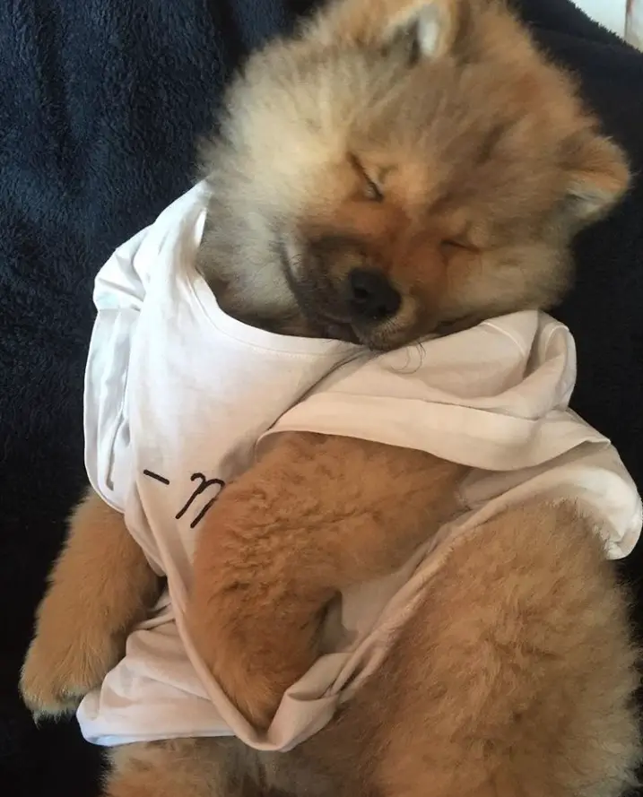 A Chow Chow puppy sleeping on the bed while wearing a shirt