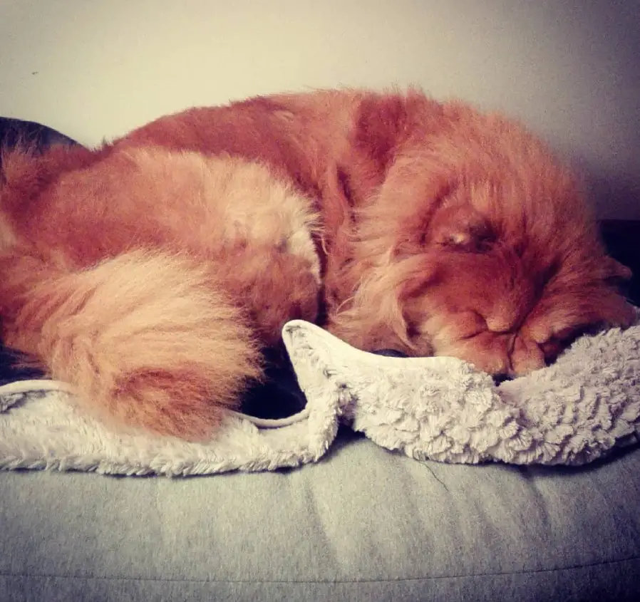 A Chow Chow sleeping on its bed