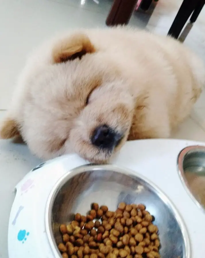 A Chow Chow puppy sleeping on the floor behind its bowl of food