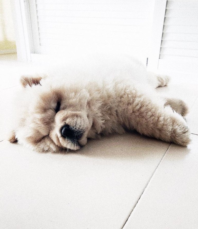 A Chow Chow puppy sleeping soundly on the floor