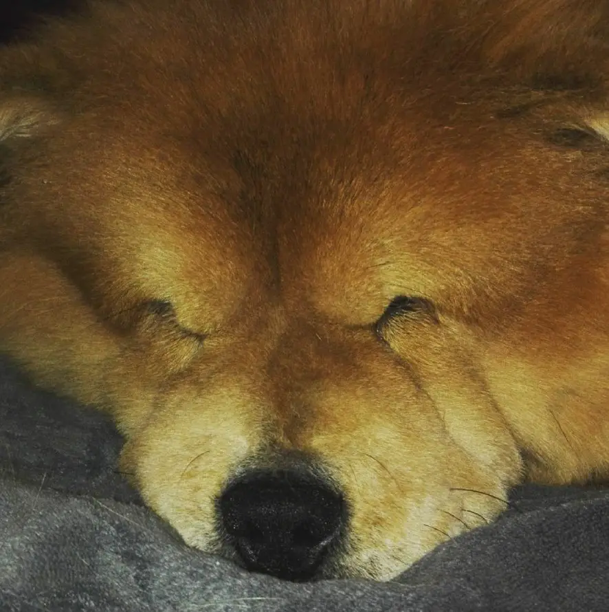 A Chow Chow sleeping on the bed at night