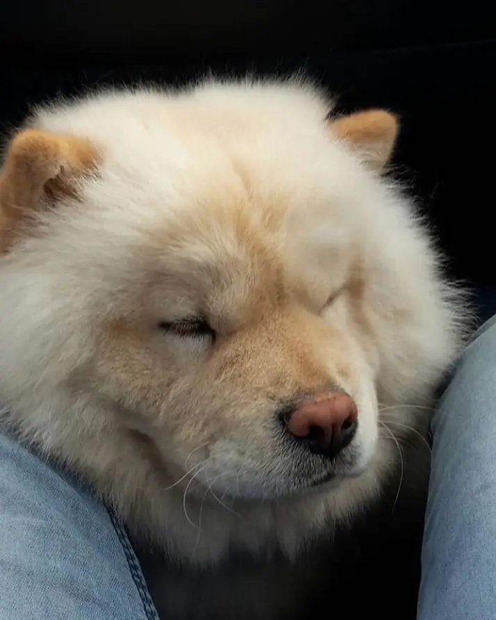 A Chow Chow sitting below the person sitting inside the car