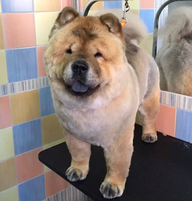 15 Best Chow Chow Haircuts for Dog Lovers The Paws