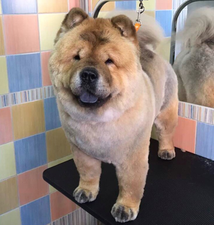 smiling cinnamon colored Chow Chow fresh from a summer haircut