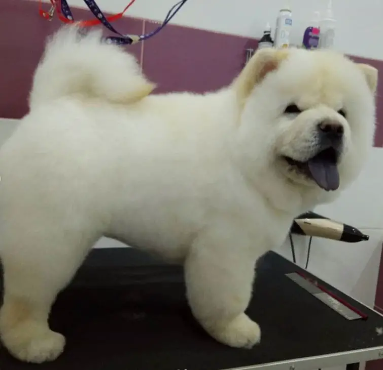 cream Chow Chow freshly groomed standing on top of the groomer's table
