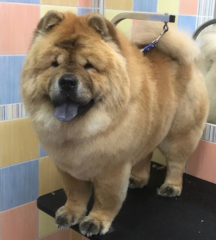 Chow Chow fresh from a haircut standing on top of the grooming table