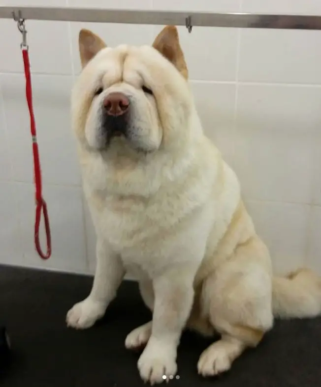 cream Chow Chow sitting on top of the grooming table after its haircut
