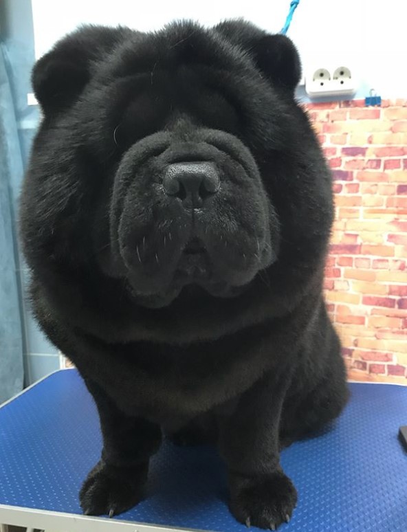 black colored Chow Chow sitting on top of the grooming table after having its haircut