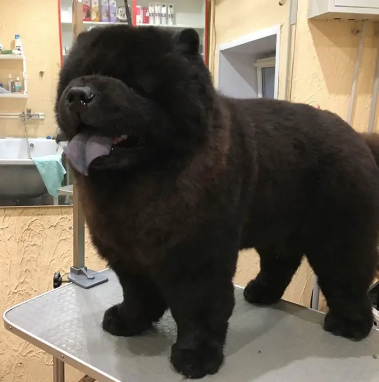 black Chow Chow fresh from haircut standing on top of the grooming table