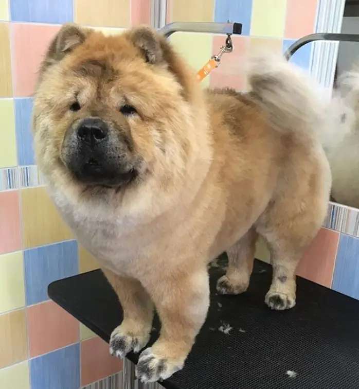 15 Best Chow Chow Haircuts for Dog Lovers Page 3 of 5
