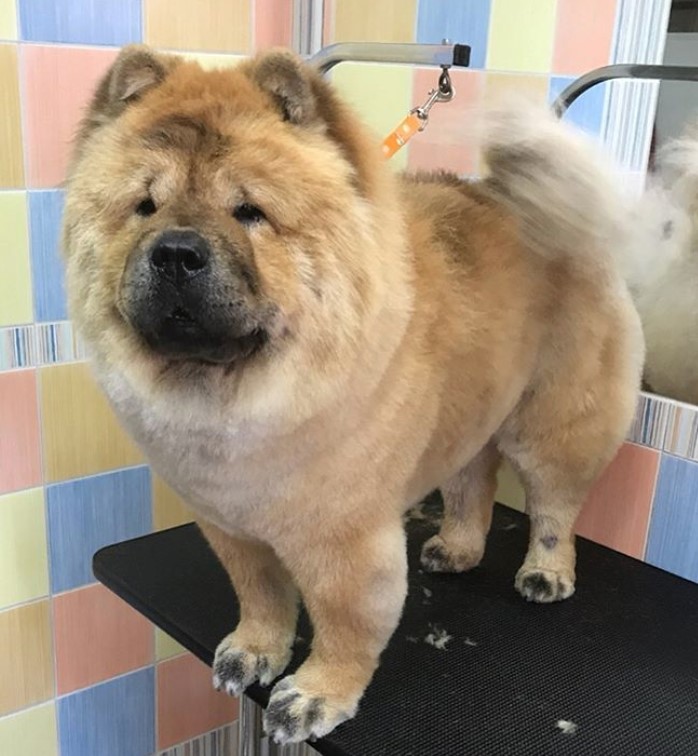 adult Chow Chow in summer cut standing on top of the grooming table