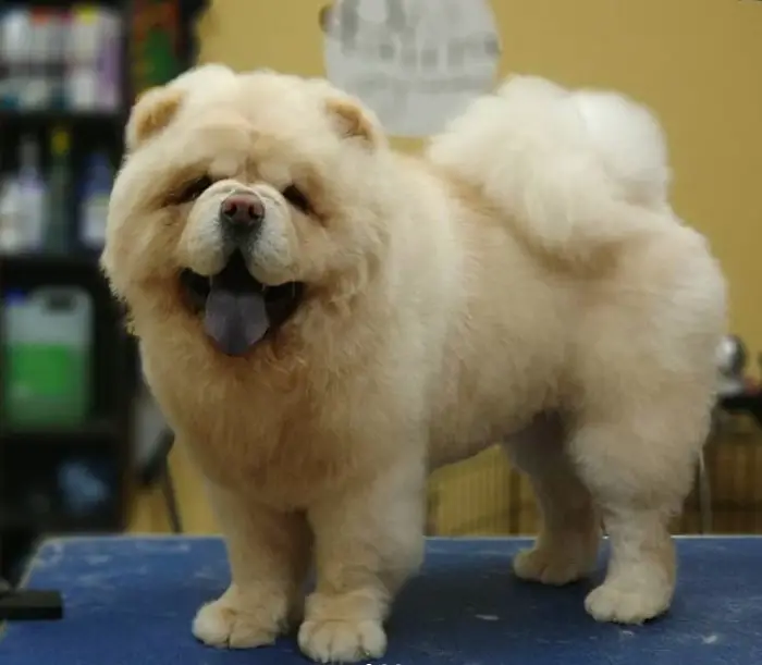 fluffy cream Chow Chow standing on top of a grooming table in its puppy haircut