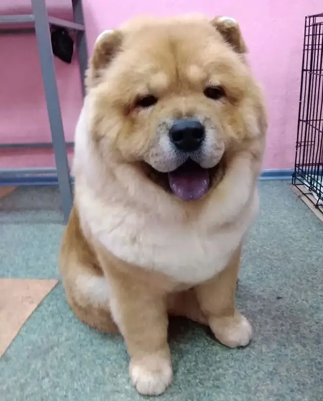 smiling Chow Chow sitting on the floor after having a teddy bear haircut