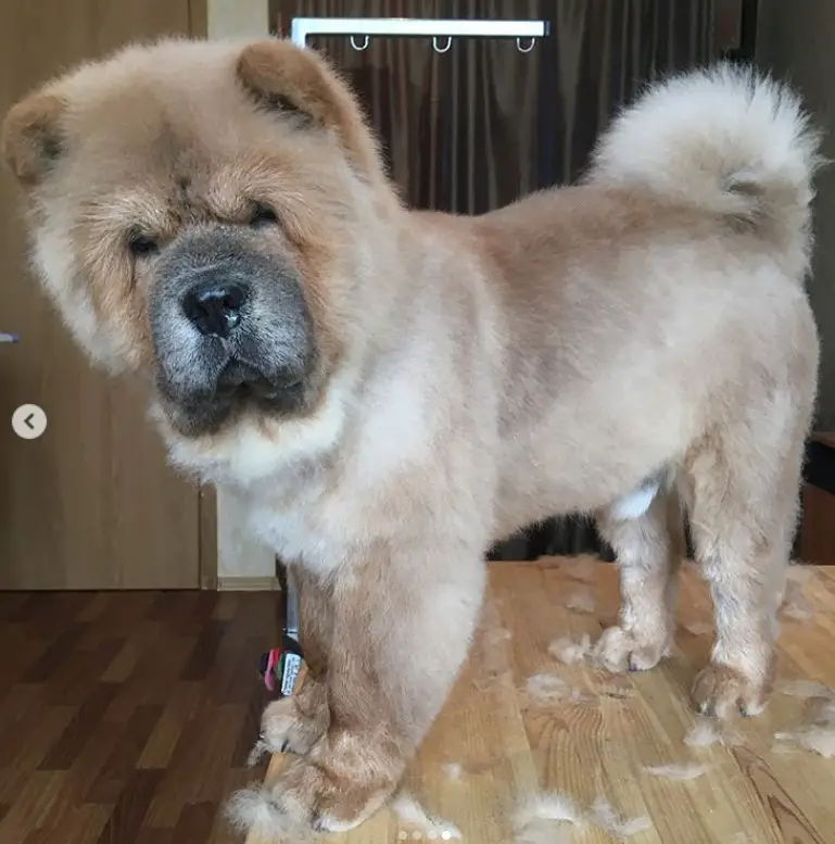adult Chow Chow in summer haircut standing on top of the grooming table