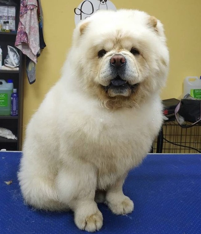 cream Chow Chow sitting on top of the grooming table after a haircut