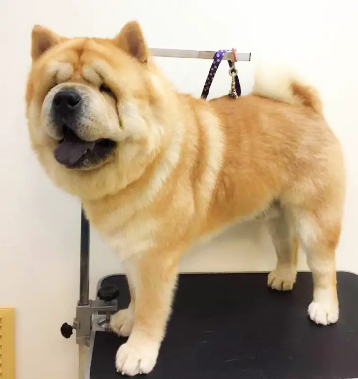 red Chow Chow standing on top of the grooming table after its haircut