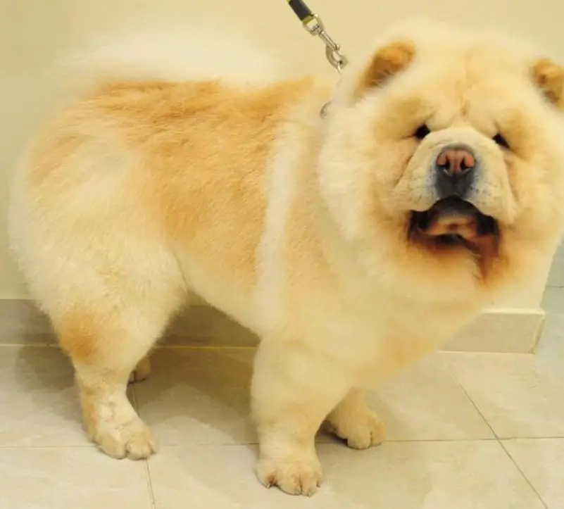 15 Best Chow Chow Haircuts for Dog Lovers Page 3 The Paws
