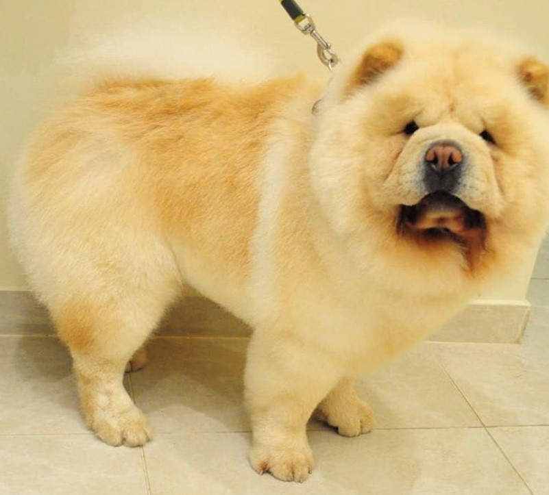 fluffy Chow Chow fresh from a haircut