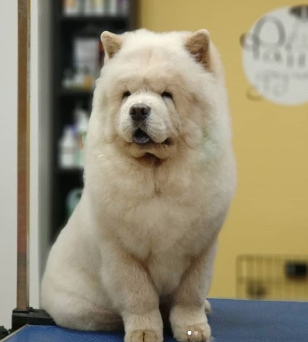 cream Chow Chow fresh from haircut sitting on top of the grooming table