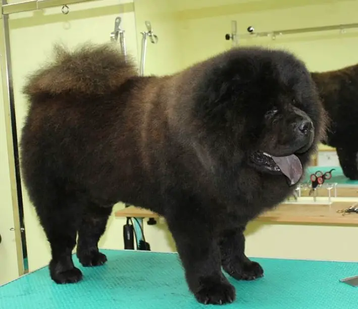 15 Best Chow Chow Haircuts for Dog Lovers Page 2 of 5