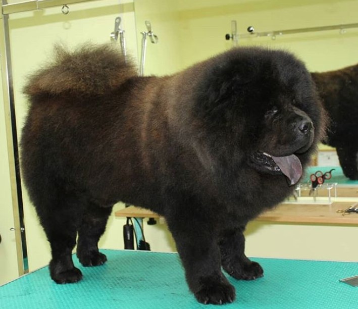 massive black Chow Chow freshly groom on top of the grooming table