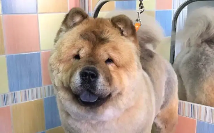 chow chow with no hair