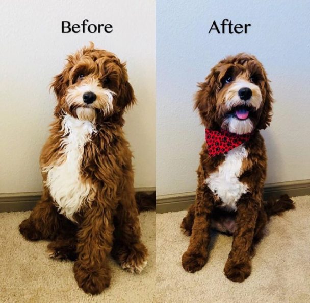 before and after haircut of cockapoo