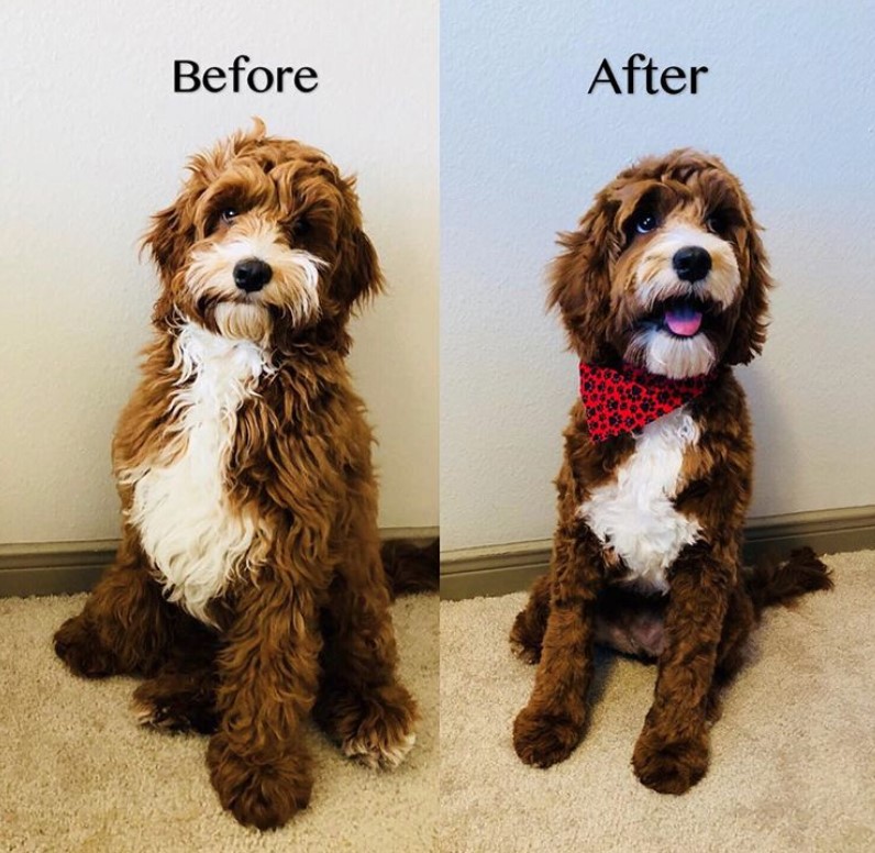 cockapoo haircut short