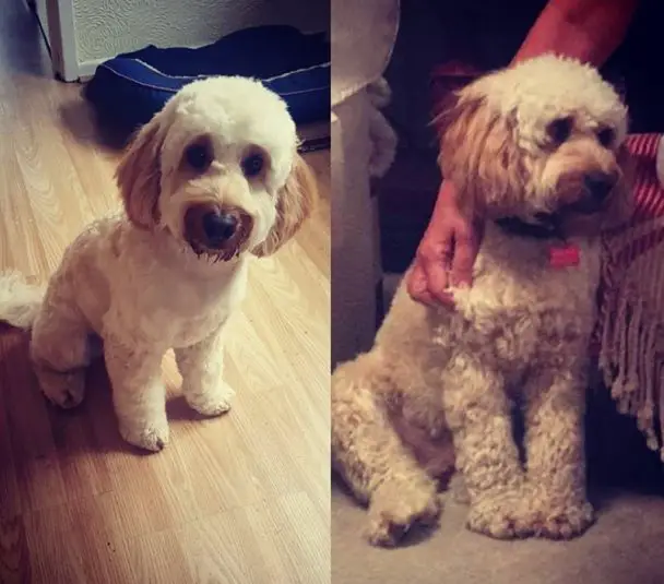 before and after haircut of cockapoo