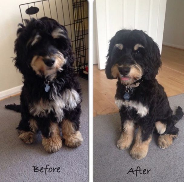 before and after haircut of cockapoo