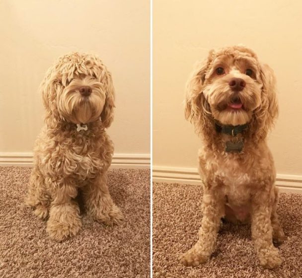 before and after haircut of cockapoo