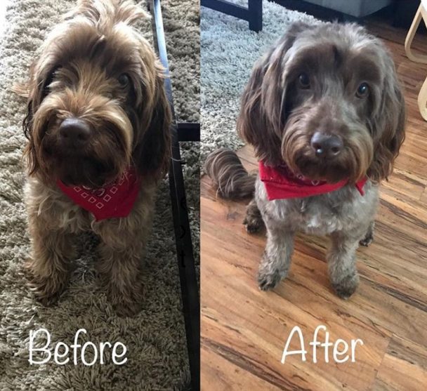 before and after haircut of cockapoo