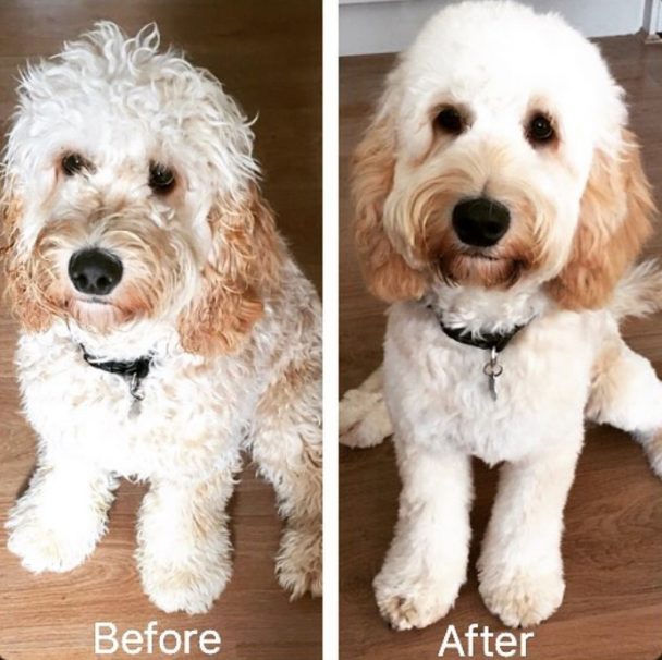 before and after haircut of cockapoo