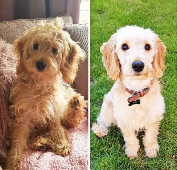 Cockapoo grooming style for summer