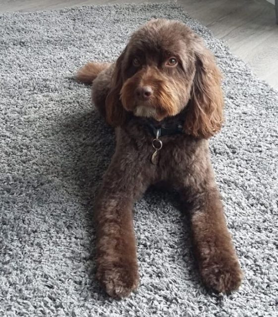 Chocolate cockapoo short haircut