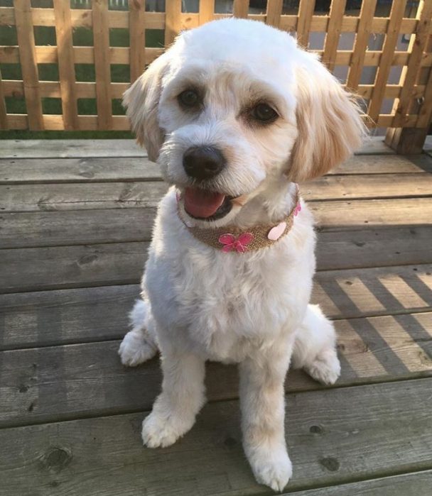 White toy cockapoo short haircut