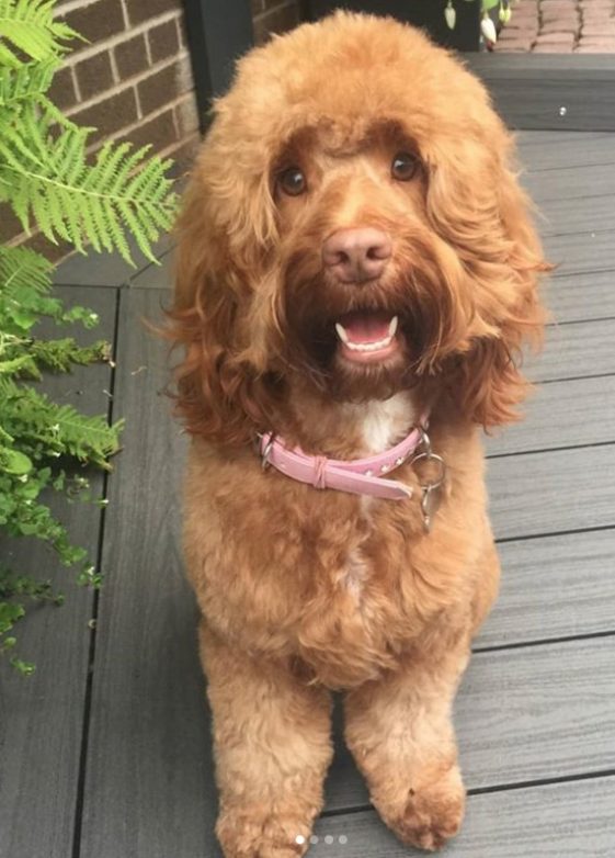 cockapoo haircut