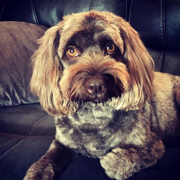 cockapoo new haircut