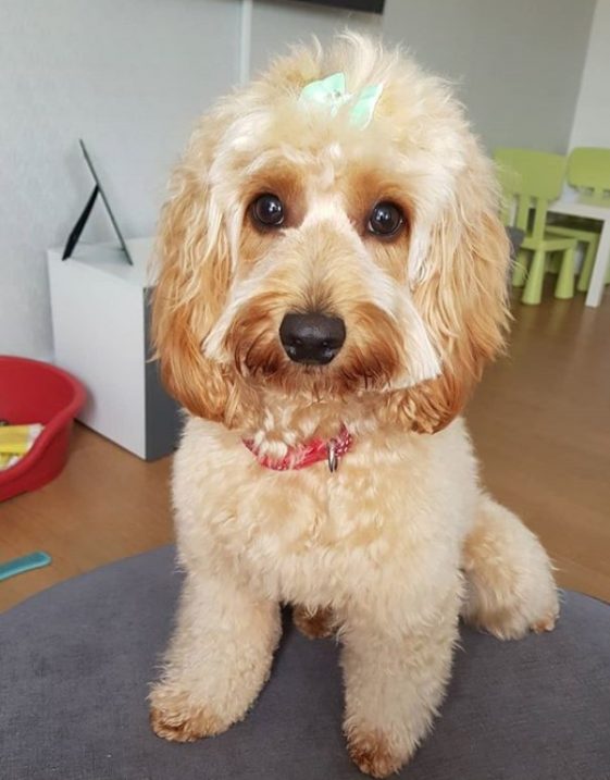 cockapoo haircut